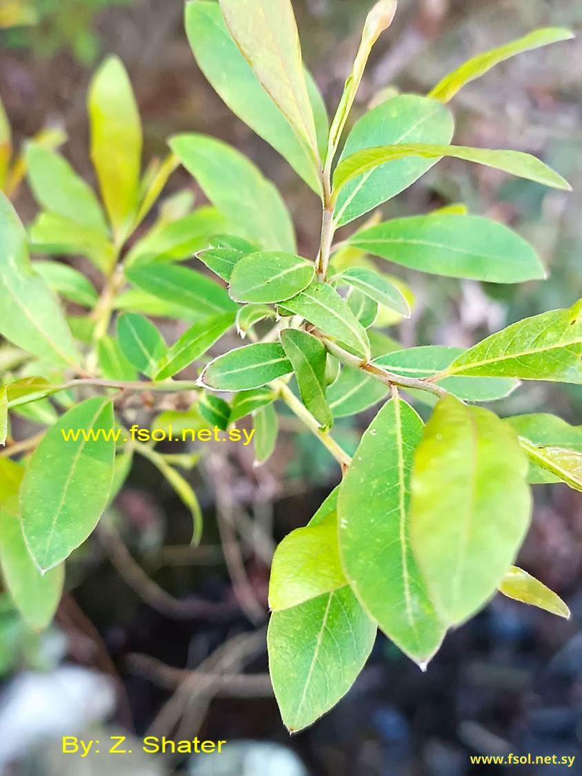 Salix pedicellata Desf.